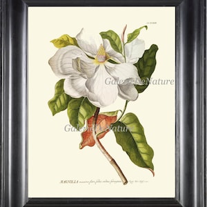 Magnolia Flower Print Wall Art JT30 4x6 5x7 8x10 11x14 Beautiful Antique Large White Botanical Tree Plant Flower Home Room Decor to Frame