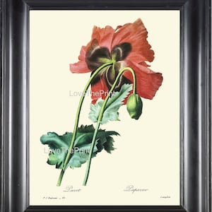 Botanical Print R37 Wall Art Large Beautiful Red Poppy Illustration Antique Country Wildflower Garden Nature Spring Home Wall Decor to Frame