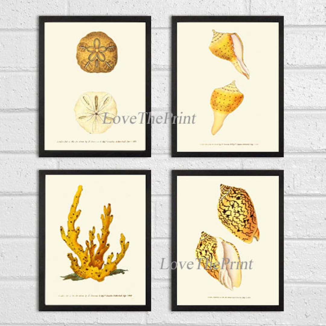 Seashell Sea Shell Coral Art Print Set of 4 Antique Beautiful Ocean Sea