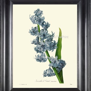 Botanische Druck R51 Wand Kunst große schöne Redoute blau Hyazinthe Blume Antik Frühling Sommer Garten Natur zuhause Raum Wand-Dekor, Rahmen