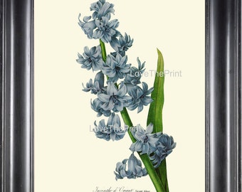 Botanical Print R51 Wall Art Large Beautiful Redoute Blue Hyacinth Flower Antique Spring Summer Garden Natural Home Room Wall Decor to Frame