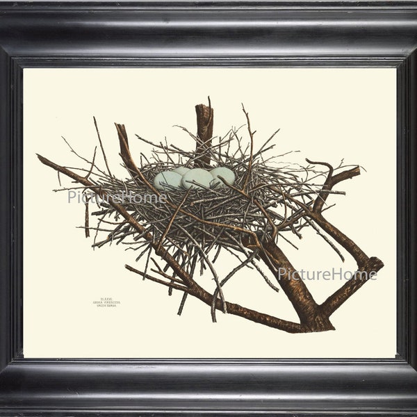 Bird Nest Print WALL Art 033 4x6 5x7 8x10 11x14 Beautiful Bird Nest White Eggs Antique Home Room Wall Decor Interior Design to Frame