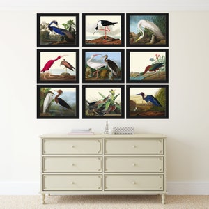 Vogel Print Set van 9 prachtige antieke Audubon blauw kraan wit Scarlet Ibis Purple Heron Lake illustratie foto Home kamer muur Decor