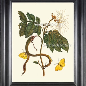 Vanilla Bean Plant Print SIB39 Beautiful Antique Butterfly Flower Cake Cooking Baking Kitchen Dining Room Food Room Home Decor to Frame