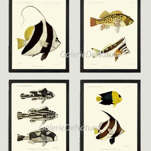 Fish Art Print Set of 4  F1 Beautiful Fish Black and White Colorful Fishing Tropical Island Nature Picture Home Room Wall Decor to Frame