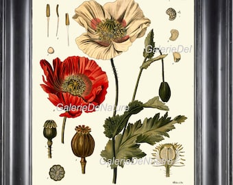 Botanical Print 19 Art Kohler 4x6 5x7 8x10 11x14 Beautiful Large Antique Red White Poppy Poppies Garden Plant Chart Home Room Decor to Frame