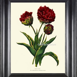 BOTANICAL PRINT Flower Art AE3 4x6 5x7 8x10 11x14 Beautiful Antique Red Double Tulip Plant Garden Nature Plant Home Wall Decor to Frame