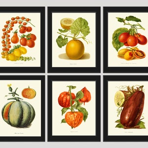 Vegetables Wall Art Print Set of 6 Beautiful Colorful Tomatoes Tomatillos Melon Eggplant Antique Vintage Nature Home Wall Art Decor IH