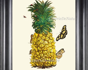 Pineapple Print SIB13 Beautiful Antique Large Tropical Yellwo Fruit Butterfly Colorful Botanical Illustration Home Room Wall Decor to Frame