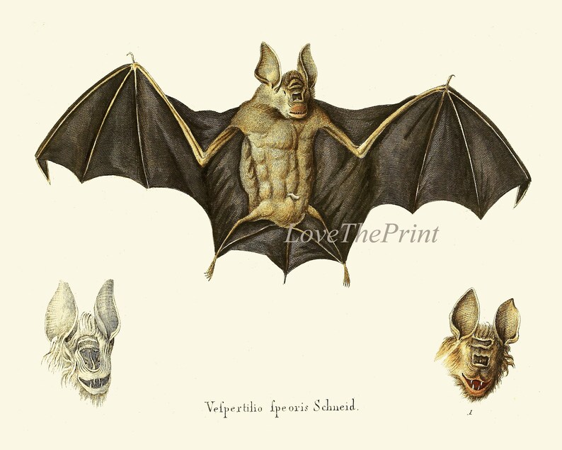 Bat Print Wall Art Set of 4 Prints Beautiful Antique Vintage Bats ...