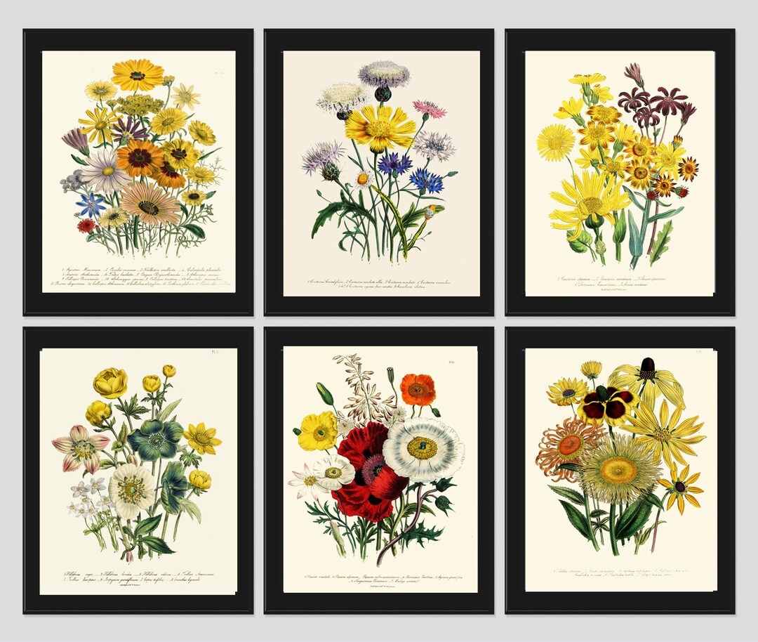 PRINT SET of 6 Botanical Art Beautiful Wildflowers French Country ...