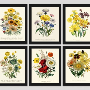 PRINT SET of 6 Botanical Art Beautiful Wildflowers French Country Garden Nature Yellow Red Poppy Daisy Dandelion Flowers Plants Wall Decor