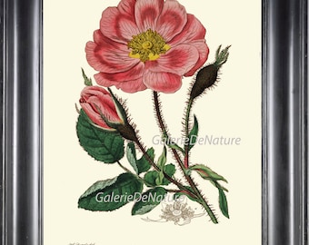BOTANICAL PRINT Flower Art ED19 Beautiful Moss Provnce Rose Pink Red Antique Garden Plant to Frame Home Room Interior Design Nature to Frame