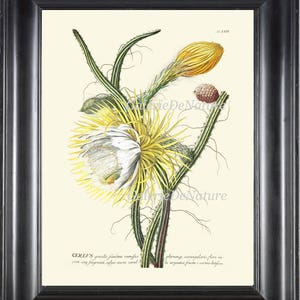 Cactus Fruit Print Wall Art JT28 Beautiful Antique Rare Large White Flower Pitahaya Dragon Fruit Tropical Plant Home Decor to Frame