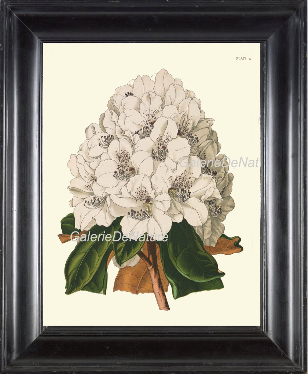 BOTANICAL PRINT Flower Art P1 4x6 5x7 8x10 11x14 Beautiful Antique ...