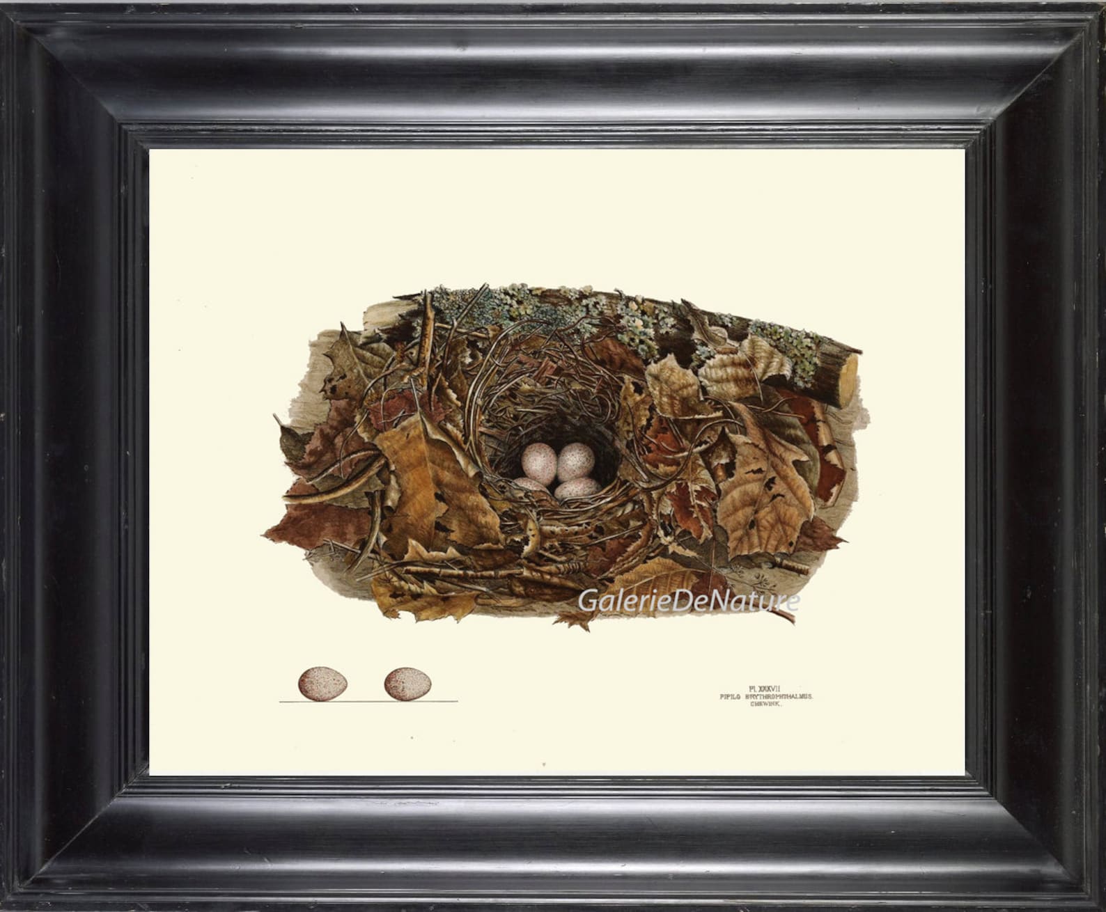Nest + Egg Framed Art Print main image 0