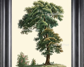 Botanical Art Print R161 Beautiful Large Green Tree Antique Forest Nature Home Decor to Frame Room Decoration Natural Science Illustration