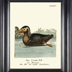 Vogel Kunstdruck HJF6 schöne antike Atlantic Puffin Seabird Meer Ozean Natur Natur Wissenschaft Illustration Haus Wand Raum Dekor, Rahmen