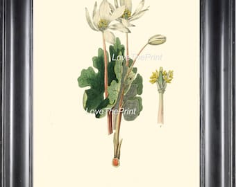 Botanical Print CL3 Art 4x6 5x7 8x10 11x14 Beautiful White Flower Ivory Background Antique Chart  Picture Plate to Frame Home Wall Decor