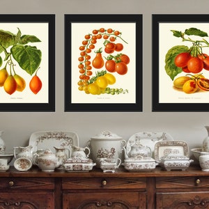 Tomato Print Set of 3 Beautiful Antique Vintage Red Yellow Green Colorful Vegetables Heirloom Garden Nature Illustration Home Wall Decor IH image 1