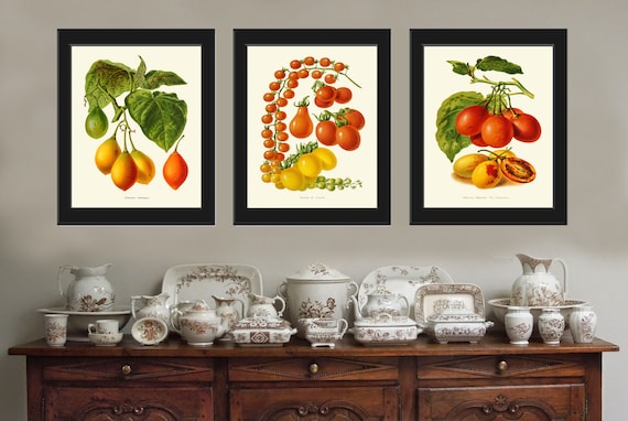 Tomato Print Set of 3 Beautiful Antique Vintage Red Yellow Green Colorful Vegetables Heirloom Garden Nature Illustration Home Wall Decor IH