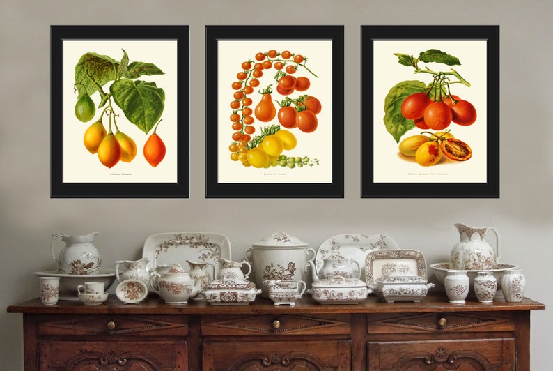 Tomato Print Set of 3 Beautiful Antique Vintage Red Yellow Green Colorful Vegetables Heirloom Garden Nature Illustration Home Wall Decor IH image 1