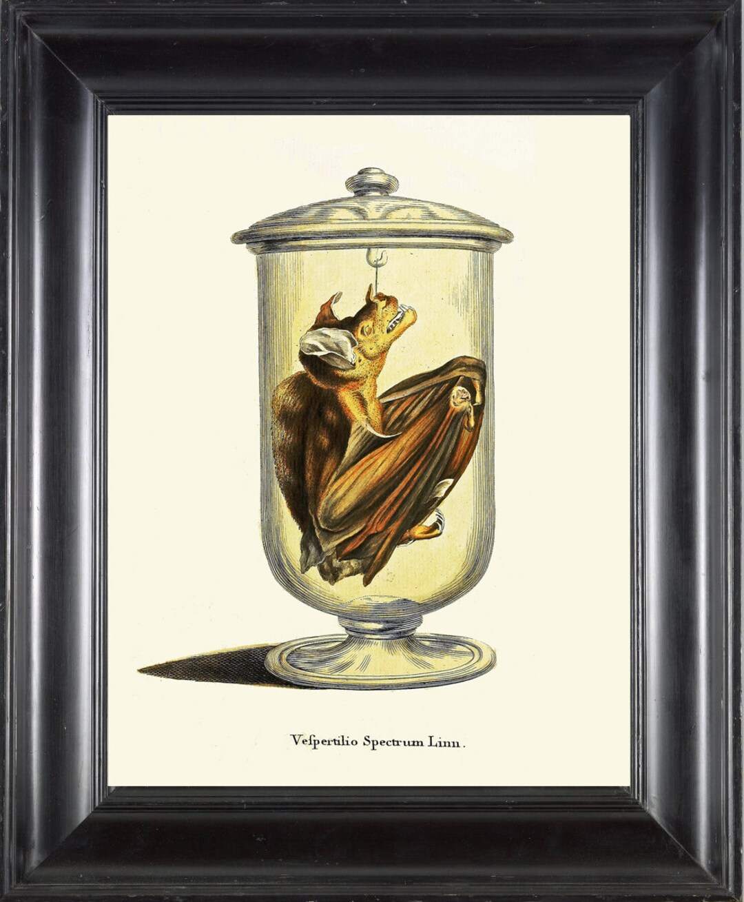 Bat Science Print Wall Art Beautiful Scientific Antique Illustration ...