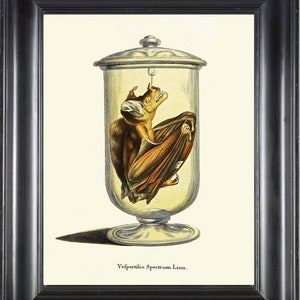 Bat Science Print Wall Art Schöne wissenschaftliche antike Illustration Poster Picture Zeichnung Zoology Home School Classroom Decor to Frame