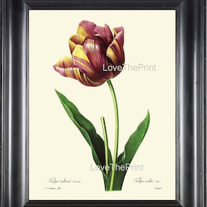 Botanical Print R13 Wall Art Beautiful Red Yellow Tulip Large Flower Spring Summer Garden Plant Nature Illustration Room Wall Antique Decor