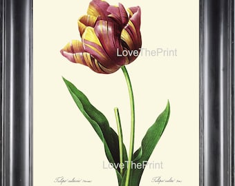 Botanical Print R13 Wall Art Beautiful Red Yellow Tulip Large Flower Spring Summer Garden Plant Nature Illustration Room Wall Antique Decor