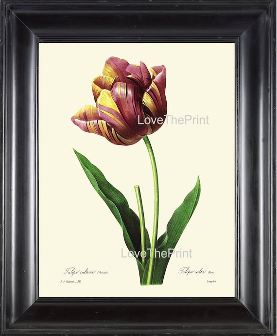 Botanical Print R13 Wall Art Beautiful Red Yellow Tulip Large