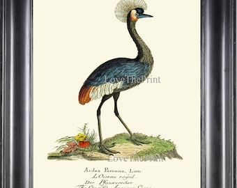 Bird Art Print HJF11 Beautiful Antique American Crowned Crane Nature Natural Science Lake River Blue Green Home Room Wall Decor to Frame