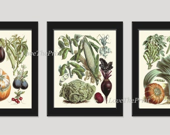 Vegetable Print Set of 3 Wall Art Beautiful Antique French Pumpkin Cabbage Salad Eggplant Garden Plants Home Kitchen Dining Room Decor