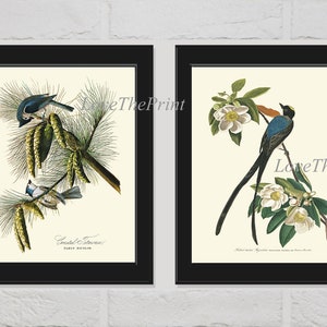 Audubon Birds Print Set of 2 Beautiful Antique Blue Crested Titmouse Fork-tailed Flycatcher Illustration Magnolia Pine Cone Home Wall Decor