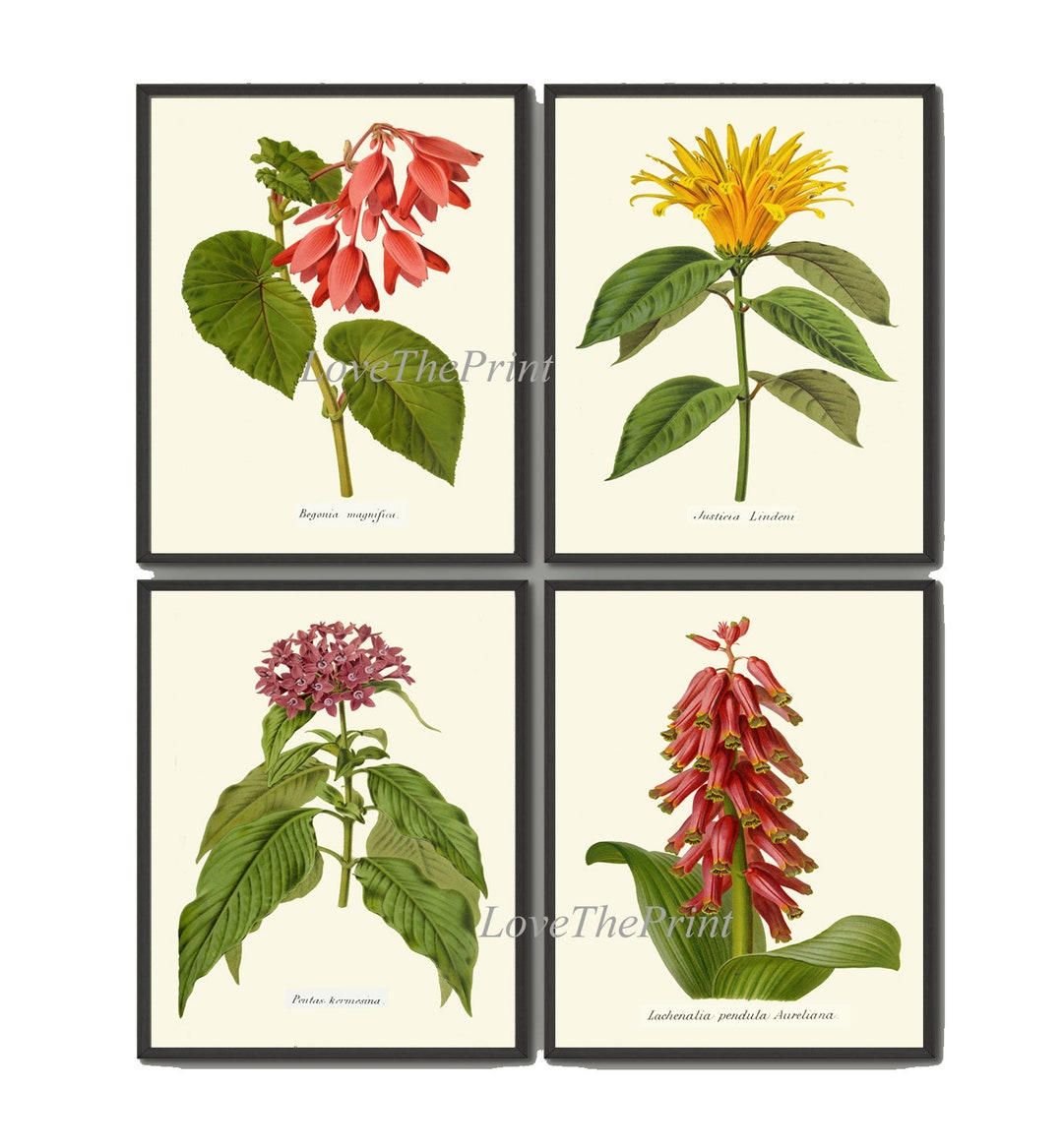 Botanical Print Set of 4 Wall Art Prints Beautiful Antique Tropical ...
