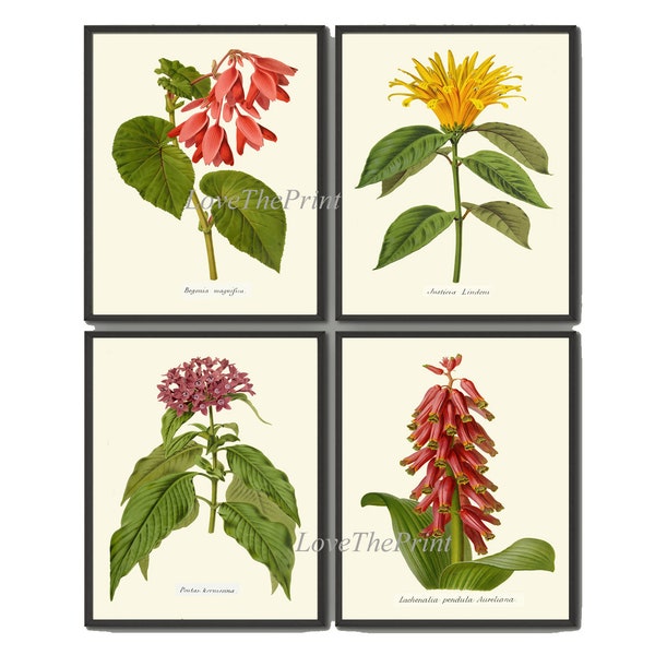 Botanical Print Set of 4 Wall Art Prints Beautiful Antique Tropical Annual Pink Yellow Purple Green Red Begonia Lachenalia Decor to Frame IH