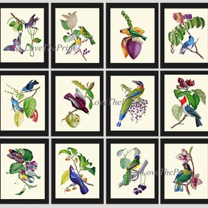 Bird Print Set of 12 Beautiful Antique Birds Flowers Berries Green Red White Blue Pink Purple Colorful Pretty Home Room Wall Decor to Frame
