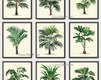 Könnte beinhalten: Satz von neun botanischen Illustrationen mit verschiedenen Palmen mit grünen Blättern und braunen Stämmen vor einem cremefarbenen Hintergrund.