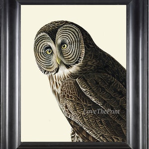 Great Cinereous Owl Wall Art Print 80a Beautiful Antique James Audubon Bird Forest Nature Illustration Cabin Cottage Farm Home Room Decor