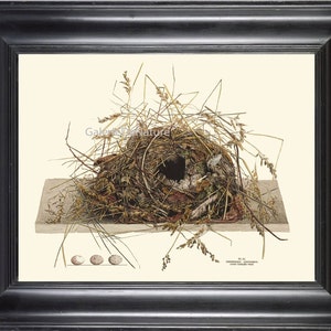 Bird Nest Print Art 6 4x6 5x7 8x10 11x14 Beautiful Great Carolina Wren Bird Nest Eggs Antique Tree Leaf Home Room Wall Decor Interior Design