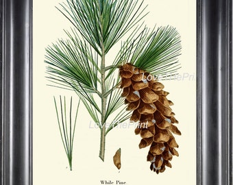 Botanical Art Print R331 Beautiful Antique Large Pinecone Pinetree Tree Forest Green Nature Home Room Wall Decor to Frame Char Decoration
