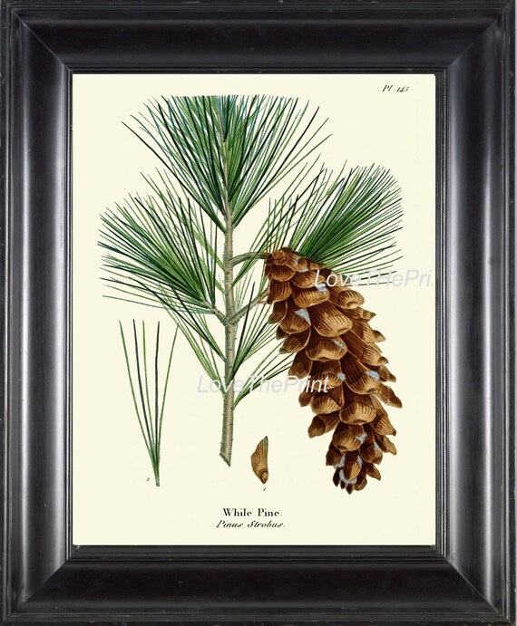 Virginia picture frame 4x6 - Pinecone Home