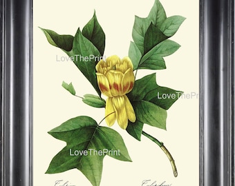 Botanical Print R40 Wall Art Large Beautiful Yellow Tulip Tree Flower Antique Spring Summer Garden Nature Home Room Wall Decoration to Frame