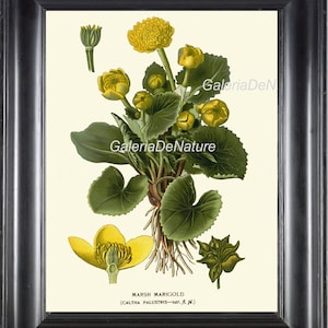 BOTANICAL PRINT Flower Art S6 4x6 5x7 8x10 11x14 Beautiful Marigold Yellow Antique Flower Garden Plant to Frame Interior Design Nature