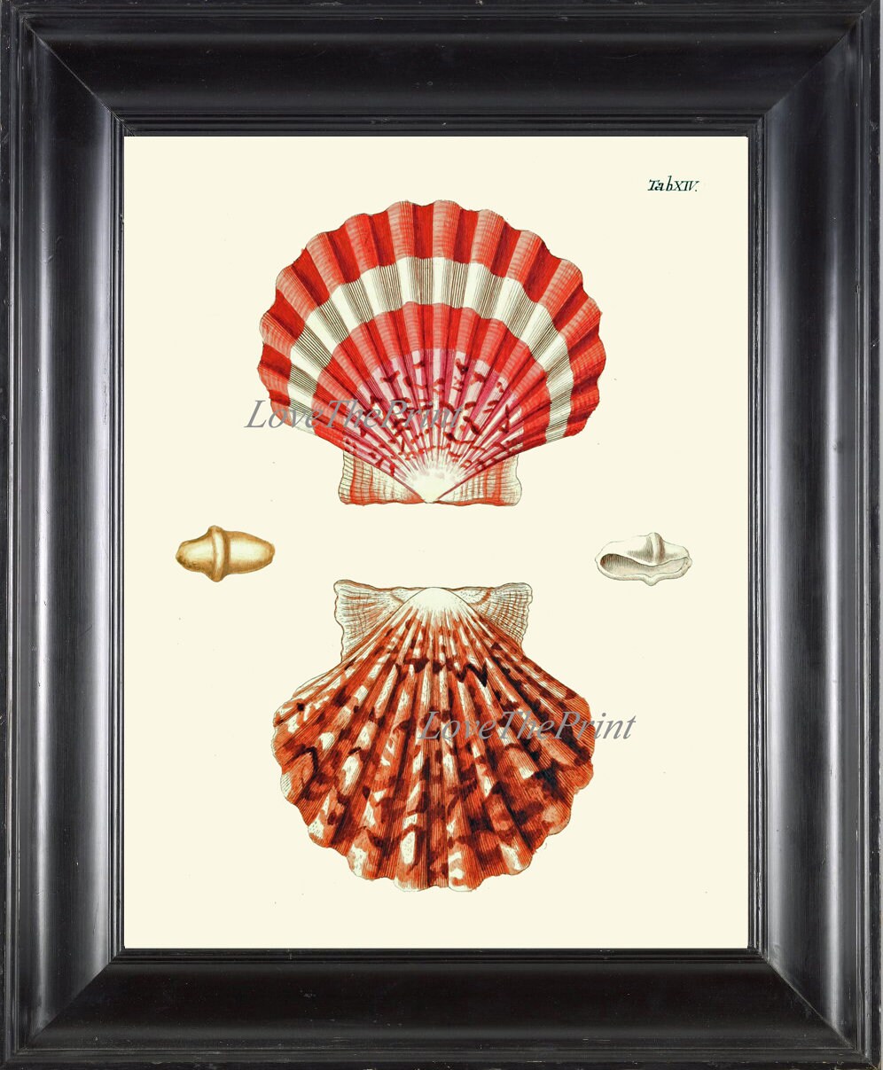 Red Seashell Print Bathroom Wall Art KG14 Beautiful Antique Illustration Red Sea Shell Ocean Beach Coastal Home Decor Illustration to Frame