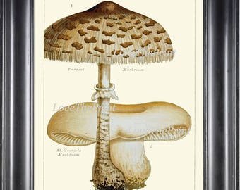 Mushroom Art Print 2 Beautiful Antique Mushrooms Spring Summer Forest Nature Chart Kitchen Dining Room Wall Decor Decoration to Frame