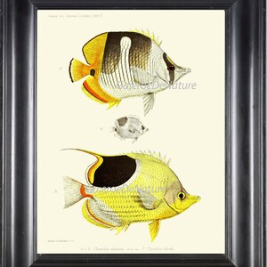 FISH PRINT Art F24 4x6 5x7 8x10 11x14 Beautiful Large Butterflyfish Heniochus with Baby Tropical Coral Reef Ocean Antique Decor to Frame