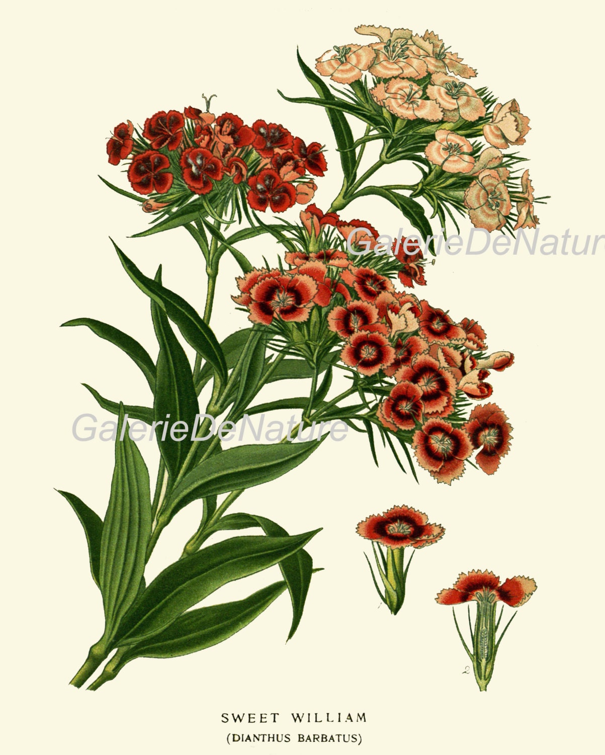 BOTANICAL PRINT Flower Art S25 4x6 5x7 8x10 11x14 Beautiful Sweet