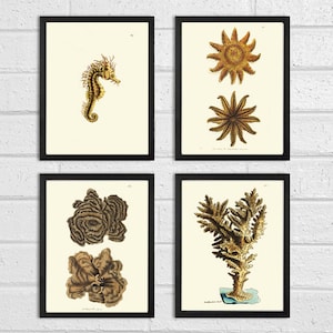 Antique Corals Print Set of 4 Beautiful Art Illustration Sea Star Horse Bathroom Wall Decor 4x6 5x7 8x10 11x14 Sea Ocean to Frame NODD