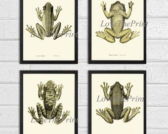 Frogs Art Print Set of 4 Antique Beautiful Lake Pond River Nature Illustration Chart Natural Science Home Room Wall Decor Design to Frame